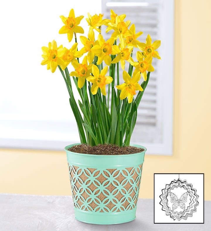 Delightful Daffodil Bulbs